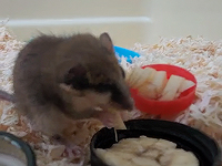 Юная садовая соня получила в больнице при 