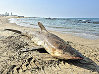 Беременную серую акулу длиной три метра выбросило на пляж Ольга в Хадере