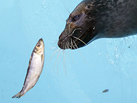 Тюлени помогают ученым измерять численность рыбы в Тихом океане