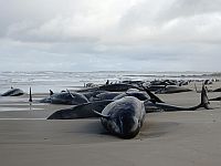 Более 150 малых косаток выбросились на берег острова Тасмания