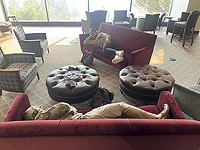 Дневной сон помогает лучше справляться с решением задач