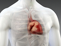 Израильские ученые: в сердце образуются два типа рубцов и лечить их нужно по-разному