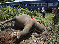 На Шри-Ланке поезд врезался в стадо слонов, шесть слонов погибли