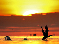 Более половины стран игнорируют обязательства по сохранению биоразнообразия