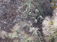 После получения пополнений северокорейские войска возвращены на фронт под Курском