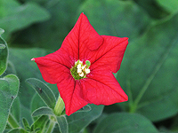 Израильские генетики открыли секрет аромата петуний и научились его регулировать