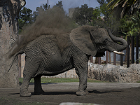 Верховный суд Мексики создал прецедент, вступившись за слониху Элли