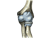 Люди унаследовали свои гибкие суставы от древнейших челюстноротых рыб