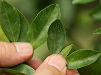Чайные листья могут удалять из воды потенциально вредные металлы