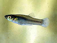 Эксперимент показал, как когнитивные способности рыб влияют на половой отбор