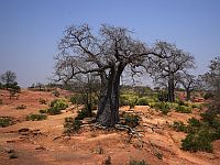 Более 100000 африканских семян помещены во Всемирное семенохранилище на Шпицбергене