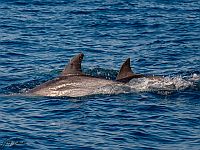 Около побережья Израиля были замечены три дельфина