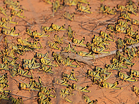 Виртуальная модель объяснила законы массовых маршей саранчи