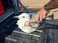 Серебристая чайка, проглотившая рыболовный крючок, спасена в Эйлате