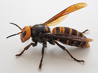 В кишечнике азиатского шершня обнаружено более 1400 видов насекомых