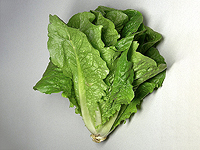 Генно-модифицированный салат латук восполняет дефицит микроэлементов