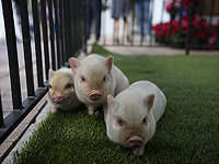 Поросята, оставленные голодать в рамках скандальной художественной выставки в Дании, были украдены