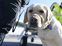 Собаки и люди имеют один и тот же генетический источник склонности к перееданию