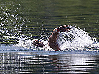 Плавание на 10 км. Чемпионами Израиля стали Матан Родити и Офек Адир