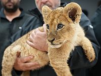 В бедуинских деревнях в Негеве обнаружены мартышки и львята