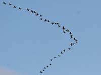 Возраст и миграция влияют на репертуар песен у птиц