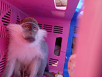 Пограничники спасли в Негеве еще одну мартышку