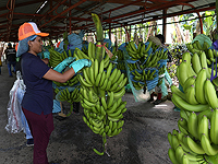 Генетически отредактированный не темнеющий банан может сократить пищевые отходы