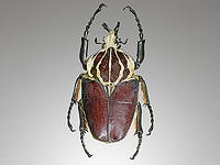 Крупнейшее в мире насекомое находится под угрозой исчезновения из-за спроса людей на шоколад