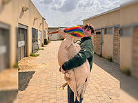 Пеликана, запутавшегося в рыболовных сетях, спасли в больнице для диких животных