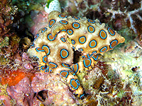 Самцы синекольчатых осьминогов вводят самкам яд во время спаривания, чтобы не быть съеденными