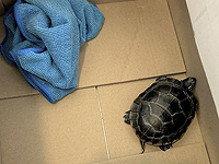 Мужчину поймали при попытке пронести живую черепаху в брюках через пропускной пункт в аэропорту