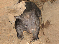 Американка вызвала скандал, похитив детеныша вомбата в Австралии