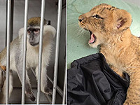 В Центральном округе полицейские спасли львенка и обезьяну