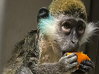 Одна из обнаруженных в Негеве мартышек умерла от столбняка