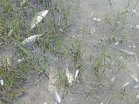 Отравленная Замбия: последствия обрушения дамбы на медных приисках