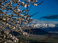 Заморозки и весеннее цветение на севере Израиля. Фоторепортаж