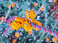 ИИ-модель создает целые хромосомы и небольшие ДНК