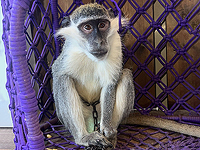 Полиция спасла мартышку в Галилее