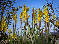 Израильские ученые нашли 