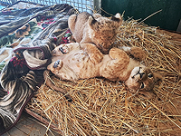 Перевозка львят мультикоптерами: контрабанда животных прибыльна и ненаказуема