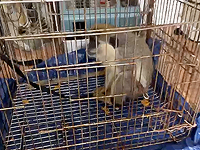 Полиция изъяла в квартире в центре Рамат-Гана зеленую мартышку и наркотики