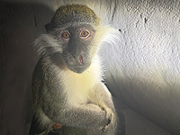 Полиция спасла зеленую мартышку, прикованную возле бедуинского поселка