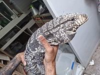 Крокодил, ящеры, анаконда и ядовитые лягушки: подпольный 