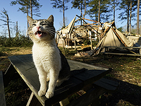 Последствия торнадо в США. Фоторепортаж