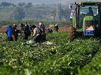 Друзы из Сирии будут привлечены к сельхозработам на Голанских высотах