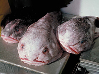 Рыба-капля, ранее признанная самым уродливым животным в мире, стала рыбой года в Новой Зеландии