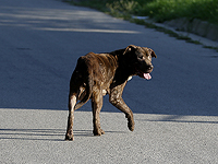 12 канал ИТВ: стая бездомных собак терроризирует военнослужащих на учебной базе Лахиш