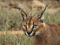 Каракал навестил солдат на военной базе в районе горы Хариф