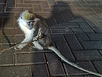 В Мазкерет-Батье найдена брошенная хозяином зеленая мартышка