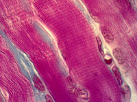 Разработана новая технология выращивания искусственных мышц для мягких роботов